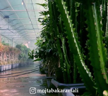 عکاسی گل های زینتی